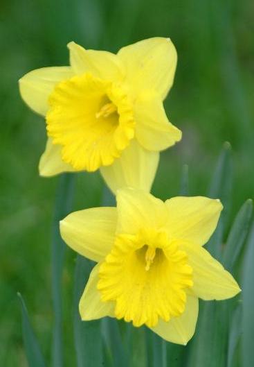 Daffodils